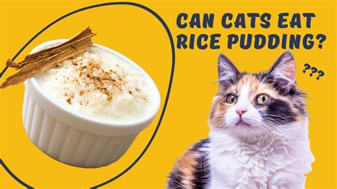 Can Cats Eat Rice Pudding Find Out The Answer Here Petanew