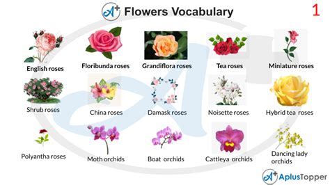 Flowers Vocabulary List Of Flower Names Vocabulary With Description