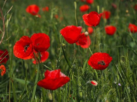 Coquelicots, marguerites, bleuets dans le bouquet. Photo gratuite: Coquelicots, Champ De Coquelicots - Image ...