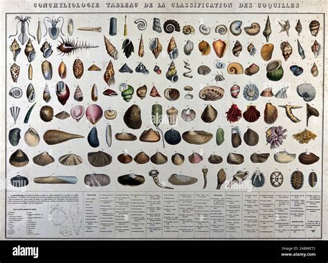 Mollusc Shells Classification Chart Showing 132 Varieties With A