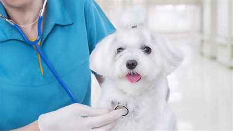 First aid care is not a substitute for veterinary care, but it. How to Handle Puppy's First Vet Visit | Puppy Care - YouTube