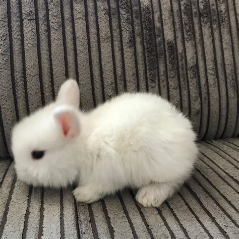 3 Baby Mini Lop Rabbits For Sale In Wickford Essex Gumtree