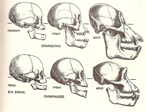 Human Origins and Evolution on emaze