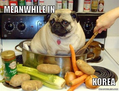 Meanwhile In Korea Meme Obsessed Pugs Fat Pug Funny