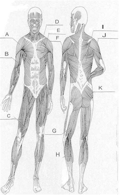 Human Anatomy Muscles Worksheets Anatomy Worksheets