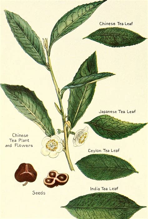 Image From Page 25 Of Spices Their Nature And Growth The Vanilla