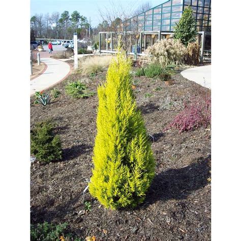 A tree 60 to 90 ft high in cultivation, not more in a wild state; JC Raulston Arboretum