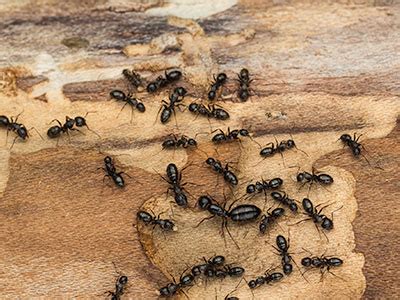 Your decision places you among a select group of people. carpenter-ant - Envirocare Pest Control