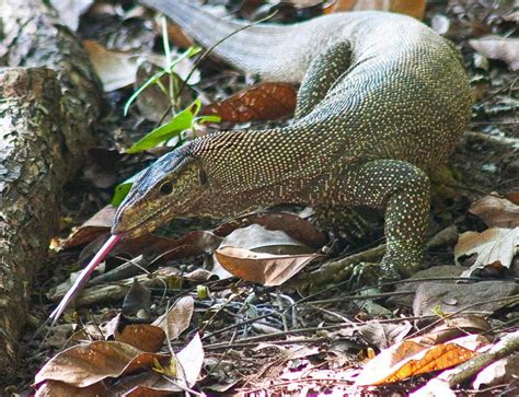 Varan sefer saatlerini ve fiyatlarını sorgula, en ucuz otobüs biletini online güvenle satın alın. Varan Foto & Bild | tiere, wildlife, amphibien & reptilien ...