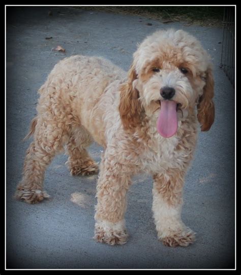 A solid color goldendoodle with white markings that cover less than 50% of the body are known by several names: Adult Goldendoodle - Deepthroat Blowjob