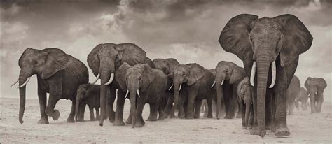 Nick Brandt B 1966