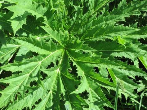How To Get Rid Of Giant Hogweed In Your Yard Invasive Garden