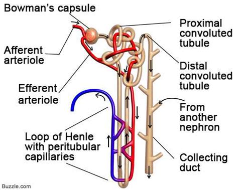 It raises blood pressure by influencing vasoconstriction (narrowing of blood vessels) from. Nephron diagram labeled | Healthiack