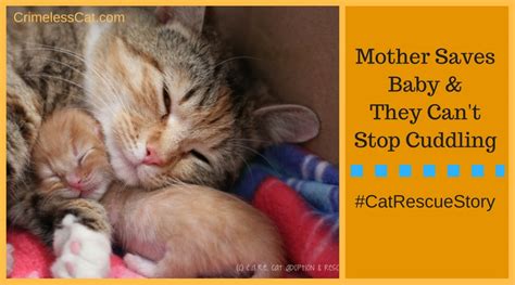 Cat Rescue Story Mama Cat Saves Her Tiny Kitten Positively Woof
