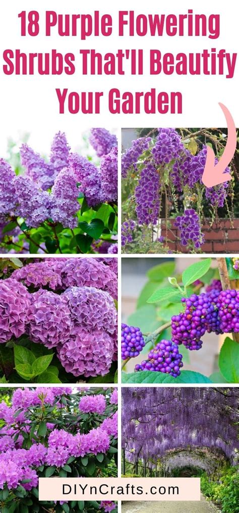 18 Purple Flowering Shrubs Thatll Beautify Your Garden • Tasteandcraze