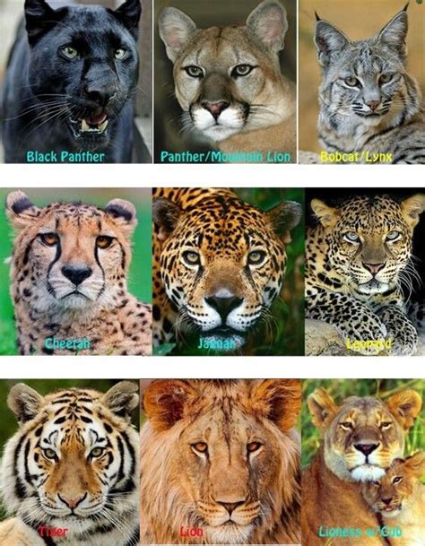 puma vs leopard magasin