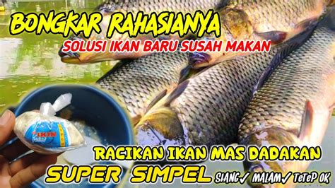 UMPAN IKAN MAS DADAKAN SUPER SIMPELSolusi IKAN MAS Baru Susah Makan Siang Dan Malam YouTube