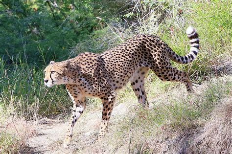 Prowling Photograph By Shoal Hollingsworth Fine Art America