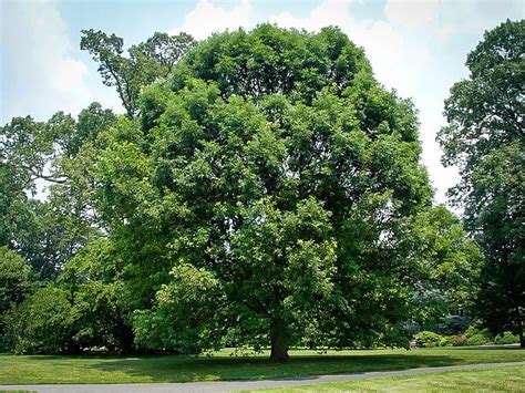 Free 4k ultrahd video backgrounds | free 4k ultrahd stock footage video description: White Oak For Sale Online | The Tree Center