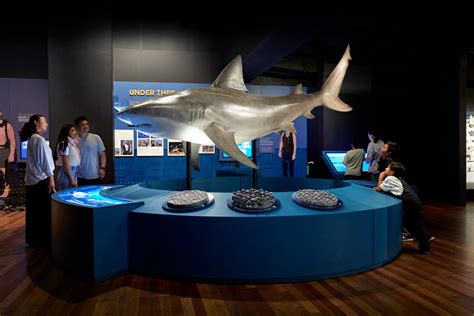 The Newest Australian Museum Exhibition Is All About Sharks The Nibbler