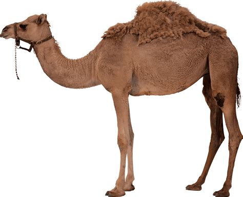Camel Png Image For Free Download
