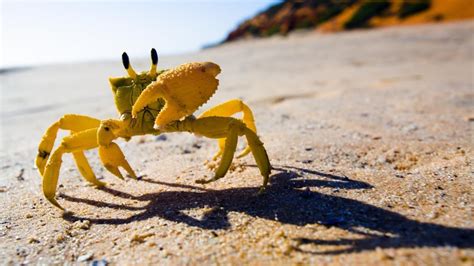 Marine Animals Adaptations Examples