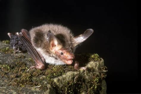 Uk Bats Types Of Bats Bat Conservation Trust