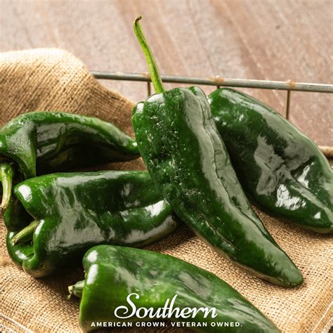 Pepper Poblano Ancho Grande Capsicum Annuum 25 Seeds Southern