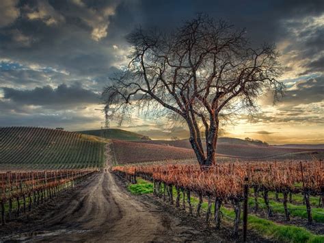 Moody Livermore Skies Above a Vineyard: Photos Of The Week | Livermore ...