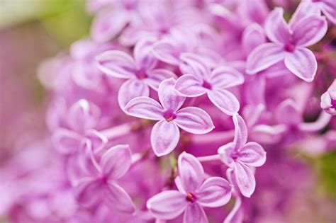 Premium Photo Macro Image Of Spring Lilac Violet Flowers