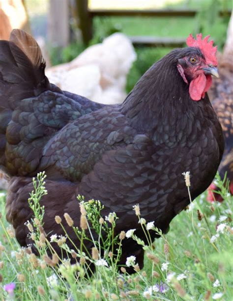 Top 10 Best Egg Laying Chicken Breeds Laptrinhx News