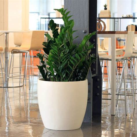 The sonoma tall cylinder planters have a timeless silhouette. Root and Stock Napa Round Cylinder Fiberglass Planter ...
