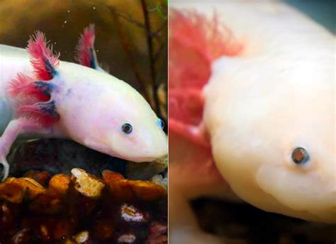 Scientists Discover Axolotls Can Regenerate Their Brains Could Lead To