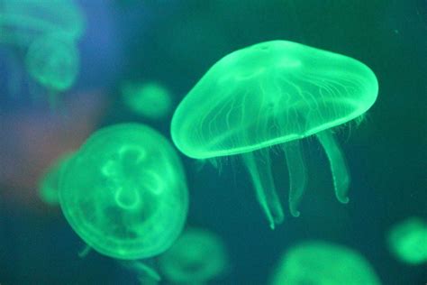 Jellyfish Facts 35 Wonderfully Weird Tidbits And Photos