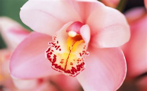 Pink Orchid Wallpaper Wallpapersafari