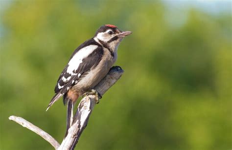 Premium Photo Dendrocopos Syriacus Syrian Woodpecker The Bird Sits On