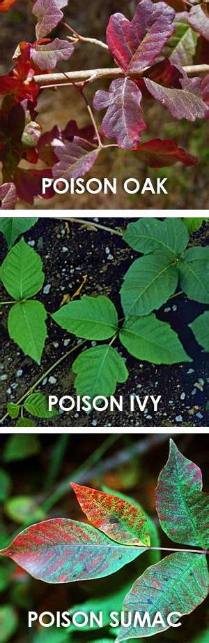 How To Recognize And Treat Poison Ivy Poison Oak And Poison Sumac
