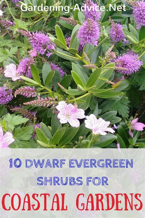 Dwarf Flowering Shrubs For Seaside Gardens