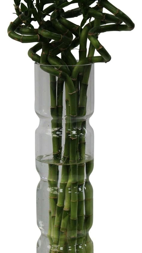 Lucky Bamboo Vase Large Glass Flower Vase 50cm Tall With Etsy