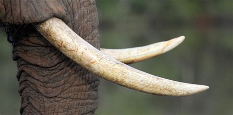 23 Fascinating Elephant Facts And World Records Earth Life