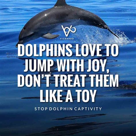 Dolphins Quote Fact Eva Stopa