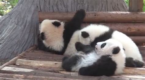 Giant Panda Cubs Crawl Tumble At Chengdu Research Base In China