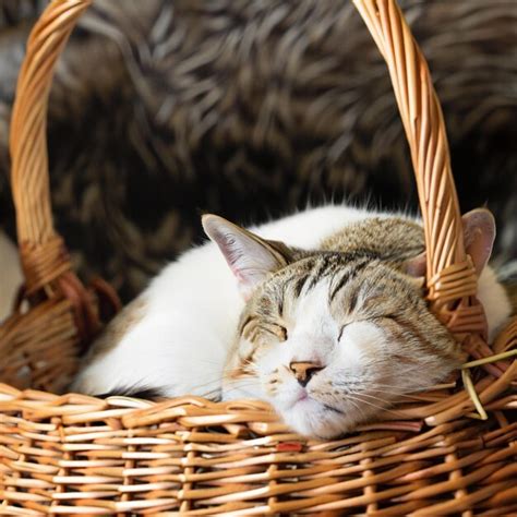 Premium Ai Image Cat In Wicker Basket