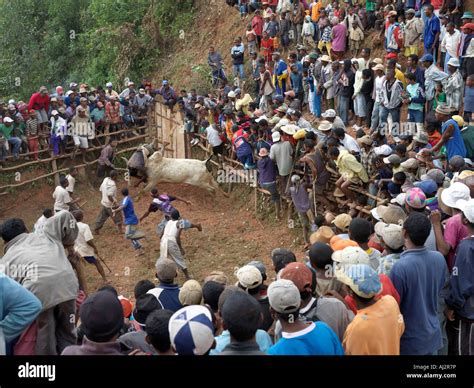A Large Crowd Of Malagasy People Watch A Zebu Savika Or Rodeo At The
