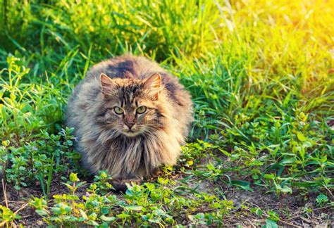 Cute Siberian Cat Stock Photo Image Of Lawn Green Relaxing 64613718