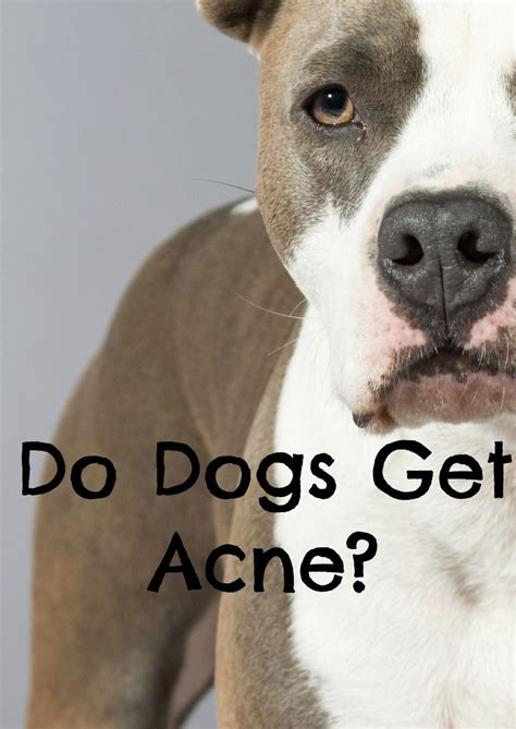 Do Dogs Get Acne If So How Can I Treat It Dog Acne Dog Behavior Dogs