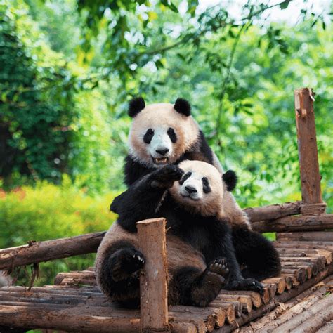 10 Fotos Adorables De Los Osos Pandas ¡te Encantarán