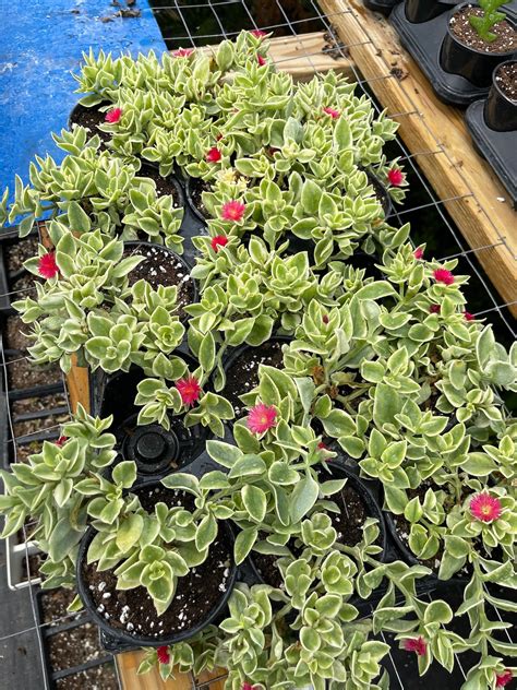 Meezoo Trailing Red Variegated Ice Plant 4 Well Rooted Etsy