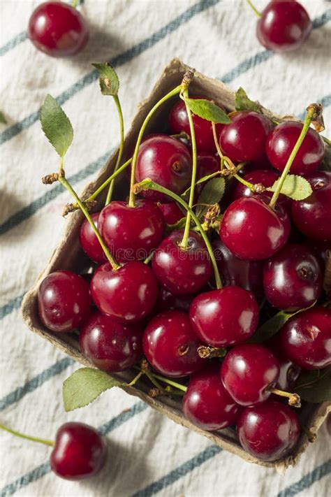 Raw Red Organic Tart Cherries Stock Image Image Of Natural Drink