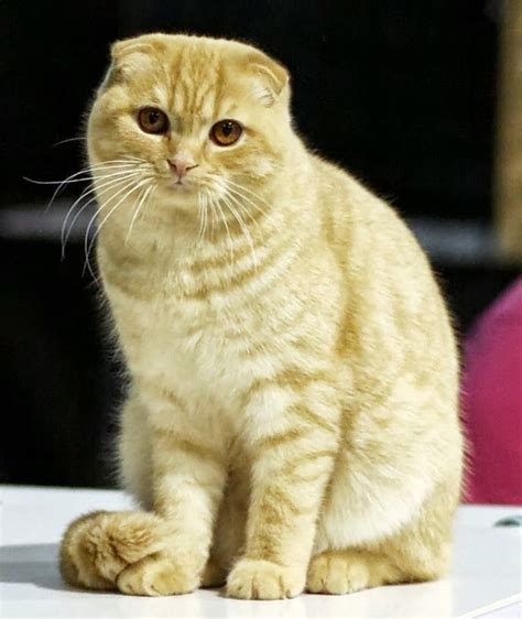 Scottish Fold Cat Sizeweight And Life Expectancy With